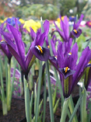 IRIS reticulata 'J S Dijt'