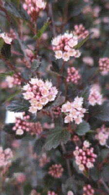 PHYSOCARPUS opulifolius 'Donna May' - image 1