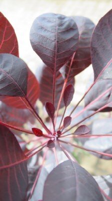 COTINUS coggygria 'Lilla' - image 2