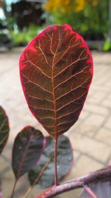 COTINUS coggygria 'Lilla' - image 3