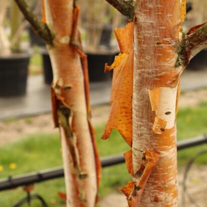 BETULA albosinensis 'Fascination' - image 2