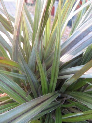 ASTELIA 'Red Shadow'