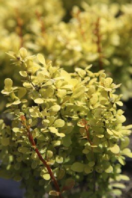 BERBERIS thunbergii 'Orange Torch'