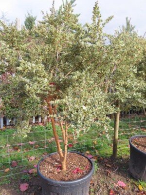 LUMA apiculata 'Glanleam Gold'