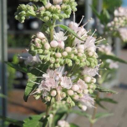 CARYOPTERIS x clandonensis 'Stephi'