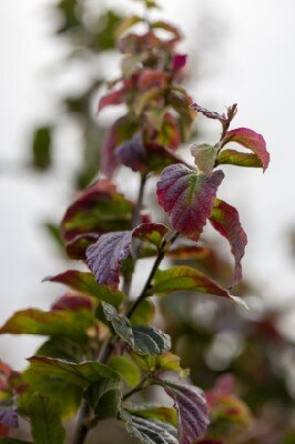 PARROTIA persica 'Cherry Tips' - image 3