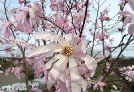 MAGNOLIA x loebneri 'Leonard Messel'