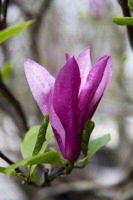 MAGNOLIA 'Susan'