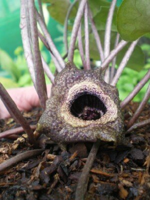 ASARUM splendens - image 2