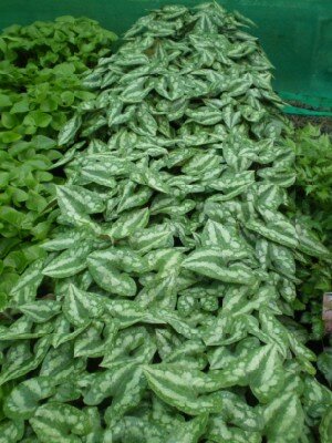 ASARUM splendens - image 3