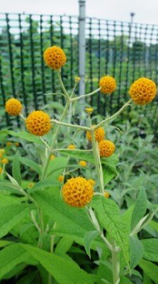 BUDDLEJA globosa 'Cally Orange'