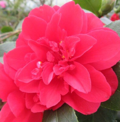 CAMELLIA japonica 'Volcano' - image 1