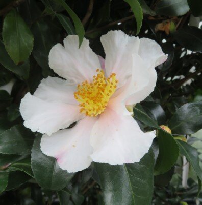 CAMELLIA sasanqua 'Waterfall White'