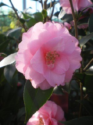 CAMELLIA 'Spring Festival' - image 1