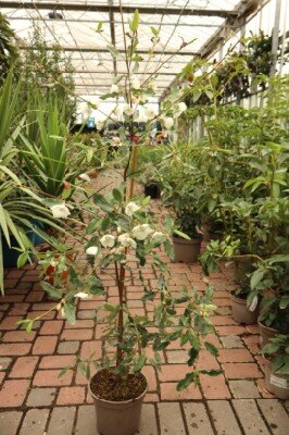 EUCRYPHIA x intermedia 'Rostrevor' - image 1