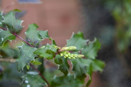 MAHONIA x wagneri 'Fire Flame'