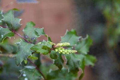 MAHONIA x wagneri 'Fire Flame'