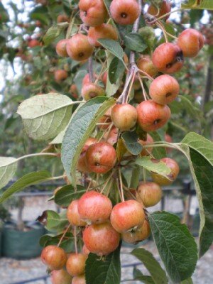 MALUS 'Evereste'
