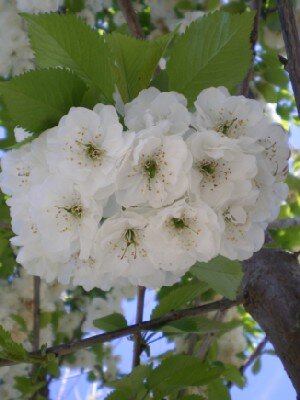 PRUNUS avium 'Plena'