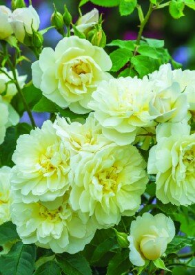 ROSA 'Imogen'