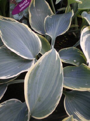 HOSTA 'First Frost'