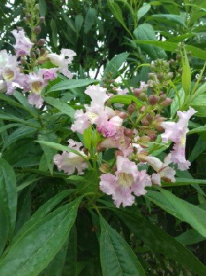 CHITALPA taskentensis 'Pink Dawn'