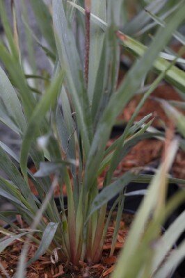 DIANELLA caerulea 'Cassa Blue'