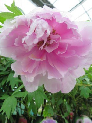 PAEONIA x suffruticosa 'Pale Pink'