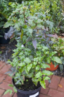 MAHONIA x wagneri 'Fire Flame' - image 1