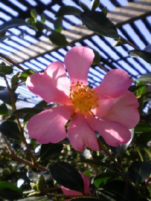 CAMELLIA sasanqua 'Hugh Evans'