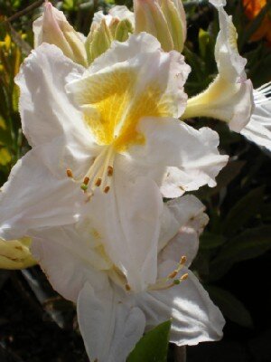 AZALEA 'Persil'