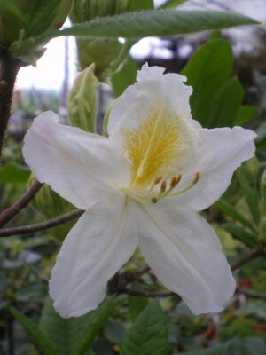 AZALEA 'Persil' - image 2
