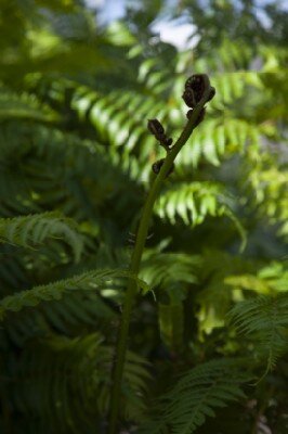 CYATHEA cooperi - image 1