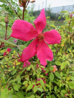ROSA x odorata 'Mutabilis'