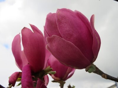 MAGNOLIA 'Sweet Valentine'