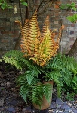 DRYOPTERIS wallichiana 'Jurassic Gold'