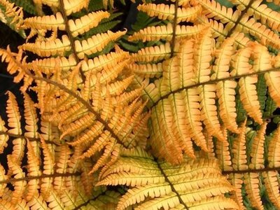 DRYOPTERIS wallichiana 'Jurassic Gold' - image 2