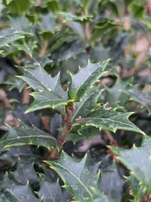OSMANTHUS heterophyllus 'Perfume Party'