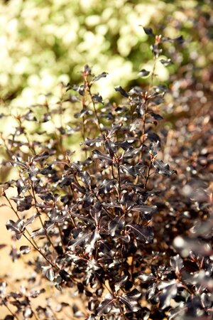 PITTOSPORUM tenuifolium 'Dark Diva'