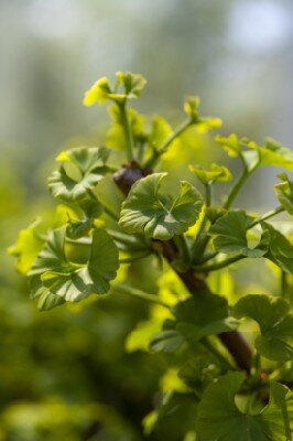 GINKGO biloba 'Little Emperor' - image 1