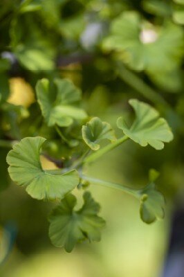 GINKGO biloba 'Little Emperor' - image 2