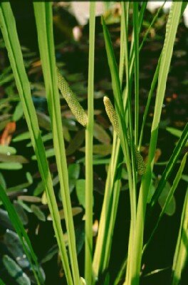 ACORUS calamus