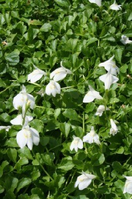 MAZUS reptans 'Albus'