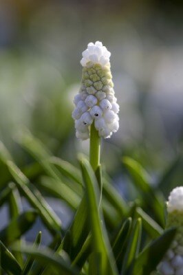 MUSCARI armeniacum 'Siberian Tiger'