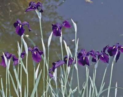 IRIS ensata 'Variegata'
