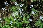 MYOSOTIS scorpioides