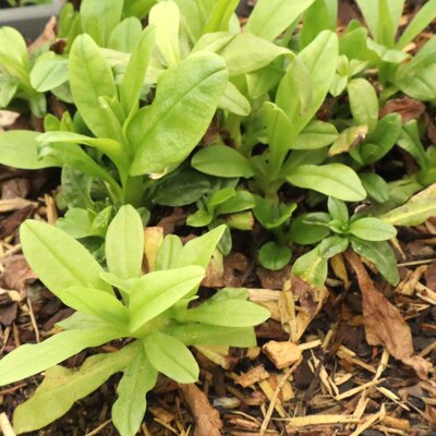 MYOSOTIS scorpioides