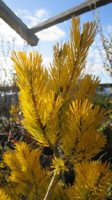 PINUS sylvestris 'Aurea'