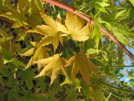ACER palmatum 'Sango-kaku' - image 2