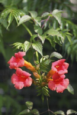 CAMPSIS x tagliabueana 'Madam Galen'